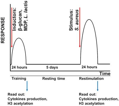 Development of innate immune memory by non-immune cells during Staphylococcus aureus infection depends on reactive oxygen species